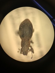 Pantomorus cervinus