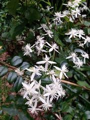 Clematis meyeniana