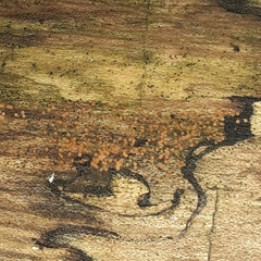 Hydropisphaera