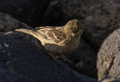 Emberiza hortulana