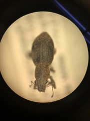 Pantomorus cervinus