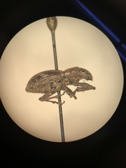 Pantomorus cervinus
