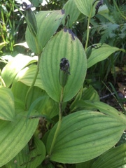 Cypripedium macranthos