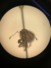 Pantomorus cervinus