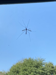 Tipula paludosa