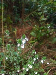 Euphrasia