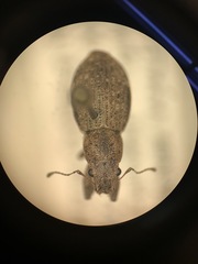 Pantomorus cervinus