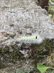 Calliteara pudibunda