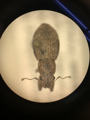 Pantomorus cervinus