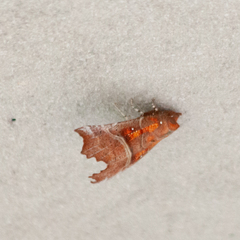 Scoliopteryx libatrix