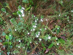 Euphrasia