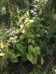 Cypripedium macranthos
