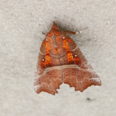 Scoliopteryx libatrix