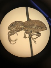 Pantomorus cervinus