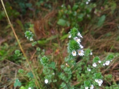 Euphrasia