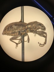 Pantomorus cervinus