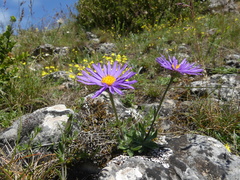 Aster alpinus