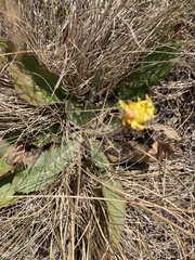 Taraxacum serotinum