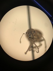 Pantomorus cervinus