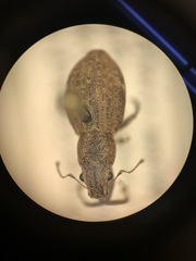 Pantomorus cervinus