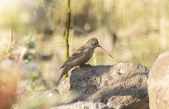 Emberiza hortulana