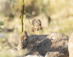 Emberiza hortulana