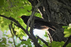 Turdus merula merula