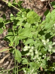 Eupatorium pubescens
