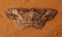 Hypagyrtis piniata