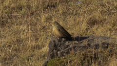 Emberiza hortulana