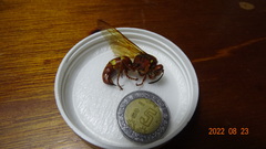 Sphecius convallis