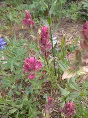 Castilleja rhexiifolia