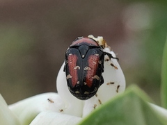 Gametis versicolor