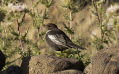Turdus torquatus