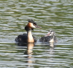 Podiceps cristatus