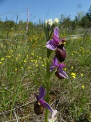 Ophrys sphegodes aveyronensis
