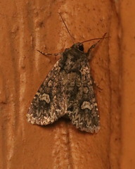 Melanchra adjuncta