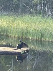 Anhinga anhinga