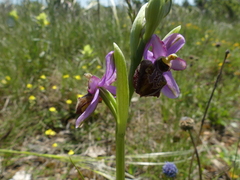 Ophrys sphegodes aveyronensis