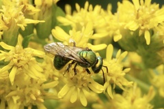 Augochlora pura