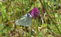 Anacamptis pyramidalis