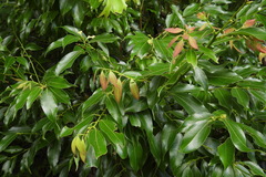 Cinnamomum insularimontanum