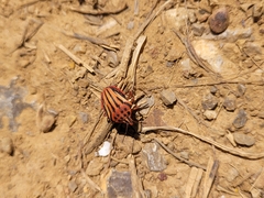Graphosoma semipunctatum