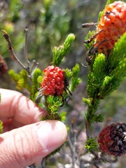 Erica sessiliflora