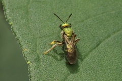 Augochlora pura