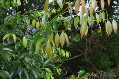 Cinnamomum insularimontanum