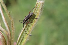 Sphaenothecus bilineatus