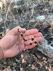 Streptanthus glandulosus niger