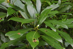 Machilus zuihoensis mushaensis