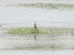 Ardea purpurea